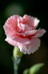 Pink Carnation Flowering In An English Garden Stock Photo