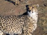 Cheetah In Namibia Stock Photo