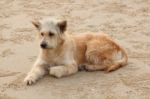 Dirty Dog Waiting For Someone On Sand Beach Stock Photo