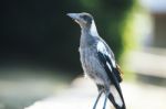 Australian Magpie Outdoors Stock Photo