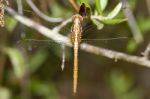 Red-veined Darter Stock Photo