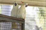 Citron Crested Cockatoo Stock Photo