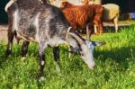 Goat Grazing Stock Photo