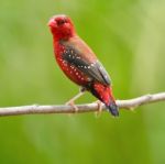 Male Red Avadavat Stock Photo