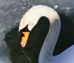 Isolated Image Of A Mute Swan Drinking Water Stock Photo