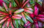 Aechmea Fasciata Kind Of Local Brazil Plants Colourful Stock Photo