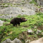 Tasmanian Devil Found During The Day In Tasmania Stock Photo