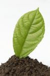 Single Green Leaf On The Black Soil With White Background Stock Photo