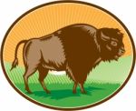 American Bison Oval Woodcut Stock Photo