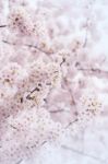 Cherry Blossom With Soft Focus, Sakura Season In Korea,background Stock Photo