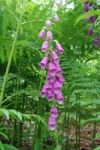 Foxglove Amongst Ferns Stock Photo