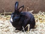 Black Rabbit On The Straw Stock Photo