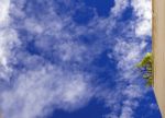 Tree At The Top Of Building Stock Photo