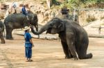 Chiangmai ,thailand - February 20 : Elephant Is Sitting And Putting Hat On Mahout 's Head On February 20 ,2016 At Mae Sa Elephant Camp ,chiangmai ,thailand Stock Photo