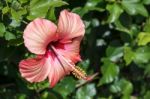 Hibiscus Flower Stock Photo