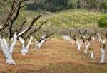 Peach Garden Stock Photo