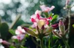  Azalea Flowers Blooming White Color Phu Echea Guard And Sun Stock Photo