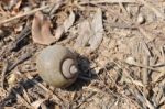 Periwinkle Shell On Dry Ground Stock Photo