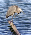 Photo Of A Great Blue Heron Cleaning Feathers Stock Photo