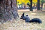 Squirrel Stock Photo