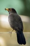 Common Blackbird (turdus Merula) Stock Photo