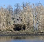 Camo Airboat Stock Photo