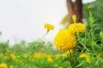 Marigold Of Nature Stock Photo