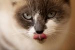 Domestic Cat Stock Photo