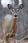 Wide Awake Deer With The Big Eyes Stock Photo