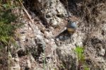 California Quail (callipepla Californica) Stock Photo