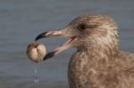 Gull With Seashell Stock Photo