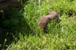 Least Weasel (mustela Nivalis) Stock Photo