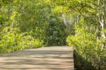 Mangrove Forests Stock Photo