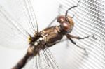 Dragonfly On White Curtain Stock Photo