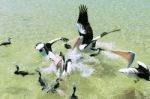 Pelicans Feeding In The Water Stock Photo