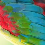 Greenwinged Macaw Feathers Stock Photo