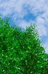 Green Leave On Blue Sky Stock Photo