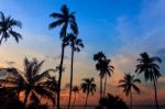 Tall Coconut Palm Trees At Twilight Sky Reflected In Water Stock Photo