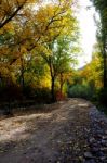 Autumn Scenery With Yellow, Green And Red Shinning Leaves In Fall In The Forest Stock Photo