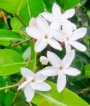 Carissa Carandas (bengal-currants) White Flower In Nature Garden.  Stock Photo