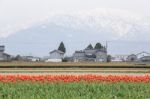 Tulip Flowers In The Farm Stock Photo