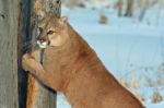 Cougar Stock Photo