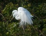  Great White Egrets Stock Photo