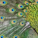 Male Green Peacock Feathers Stock Photo