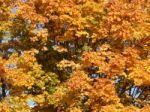 Texture Of The Autumn Foliage Of Trees  Stock Photo