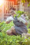 Asian Woman Planting Organic Vegetable In Home Garden Stock Photo