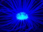 Blue Sea Anemone Stock Photo