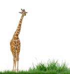 Giraffe  Stock Photo