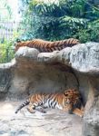 Tigers Sleeping On Rock In Zoo Stock Photo