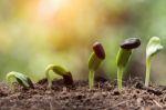 Seed Root On Soil With Sunbeam Spring Season Stock Photo